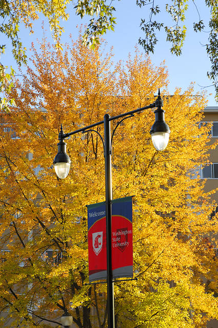 A streetlight with WSU banners in front of a tree with yellow fall leaves.