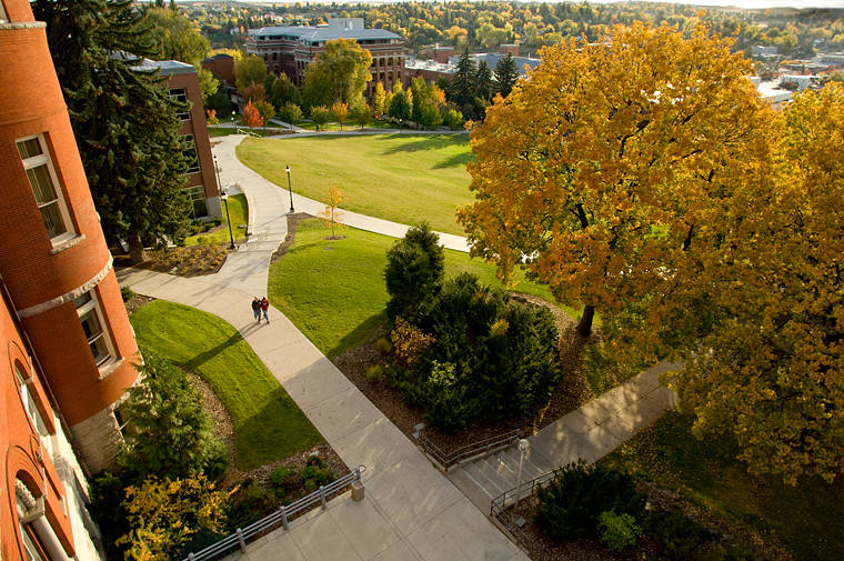 An overhead view of a courtyard with green grass and intersecting sidewalks with a tree with yellow leaves.