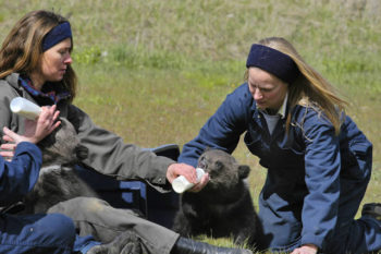 Two people in a field feeding a baby bear from a bottle.
