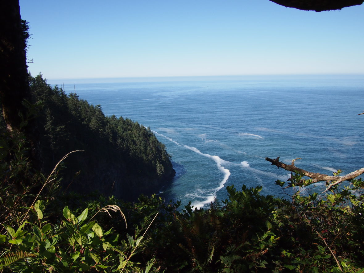 The ocean and a forested coastline.