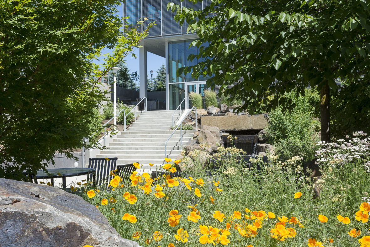 A glass-walled building exterior with steps leading up and a garden area with yellow flowers.